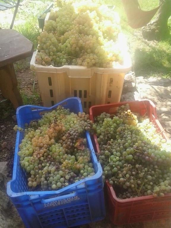 Bed and Breakfast La Fattoria Di Nonna Eugenia Lerici Zewnętrze zdjęcie